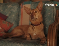 télévision,télé,médias,actu,actualité,actualités,actualite,actualites