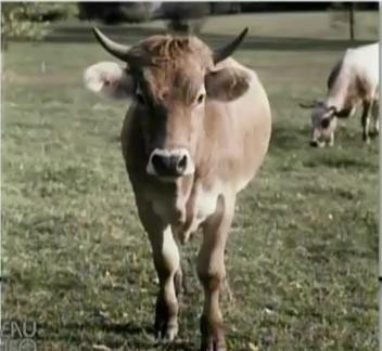 Lemaire vache.jpg